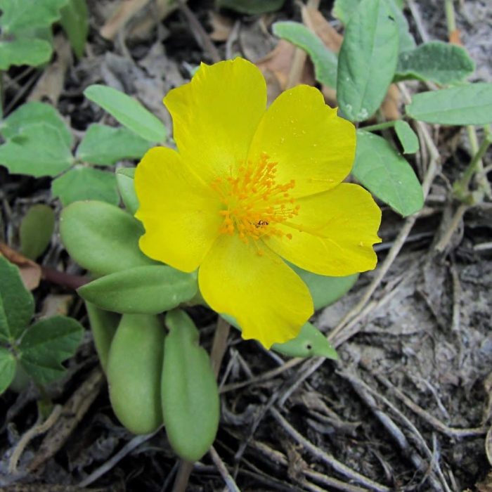 Beldroega PANC Flickr