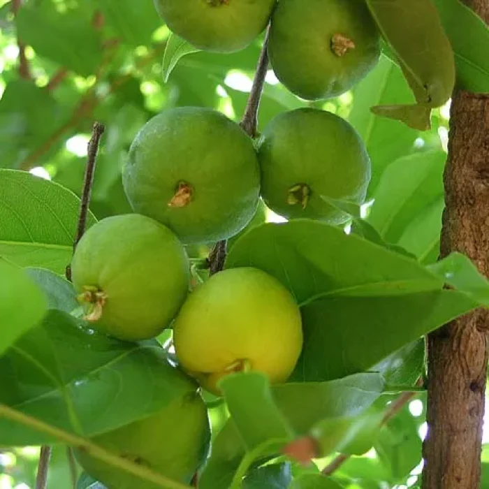 Cagaiteira Prefeitura Pirenópolis